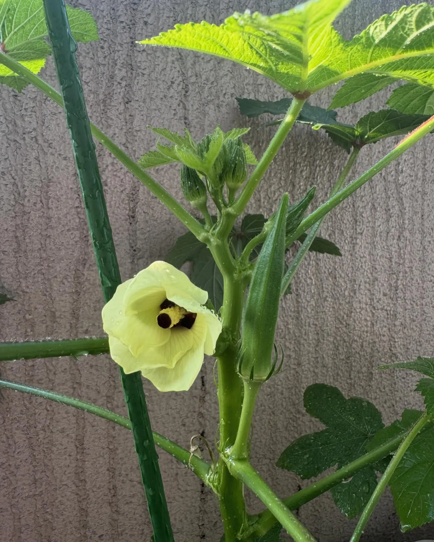 夏野菜栽培をプランターで始めてことごとく花は綺麗に咲いてくれ...